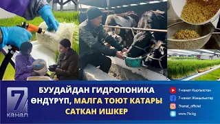 УЙУҢУЗГА ГИДРОПОНИКА БЕРИП, ЧАКАЛАП СҮТҮН СААҢЫЗ