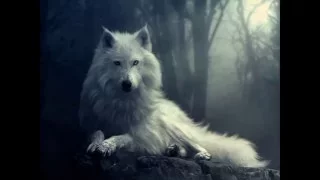 wolf hd wallpapers