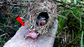 Yellow eyed babbler bird baby fell out of the nest @AnimalsandBirds107