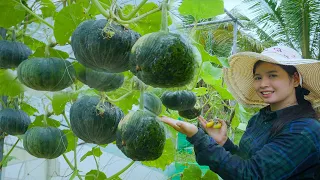 Brilliant Idea How to grow pumpkins vertically, a lot of fruit, planting pumpkins Step By Step