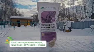 Особенности кормления и содержания перепелов