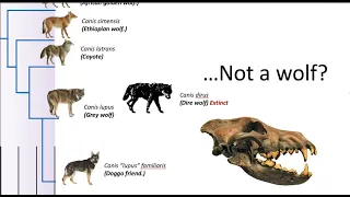 Who was the Dire wolf?