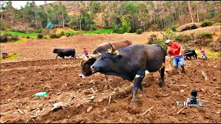 Siembra de Maíz Con Yunta en Paucarbamba Huancavelica 🇵🇪 | Tito Ramirez Luján