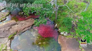 El río de colores en Guaviare