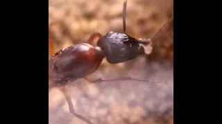 Ma camponotus préférée ? #shorts