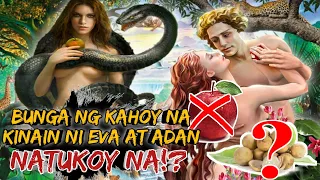 PUNO NG KAALAMAN SA HARDIN NG EDEN TUKOY NA KUNG ANONG PUNO ITO | MASTERJ TV