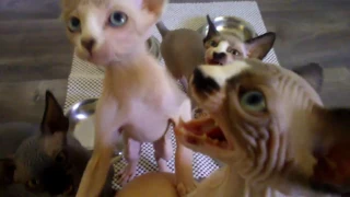 Прикольные сфинксы. Funny kitten