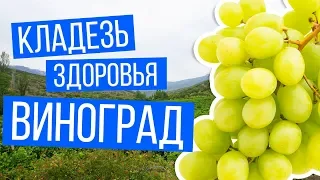 Кладезь здоровья виноград | Рецепты Ивана Павловича Неумывакина