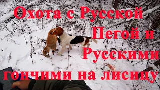 Охота с Русской Пегой и Русскими гончими на Лисицу!! Приятно удивил выжлец Зак!)) Кировская область.