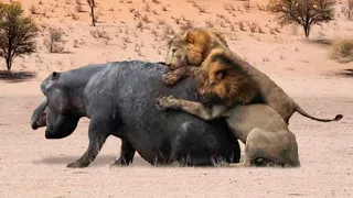 These Lions Attacked A Hippo! Here's What Happened Next....