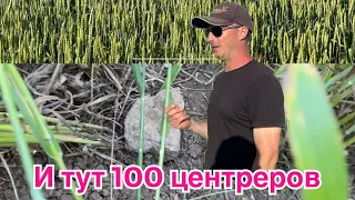 Пшеница 100ц без пестицидов и удобрений @asperepelitsa