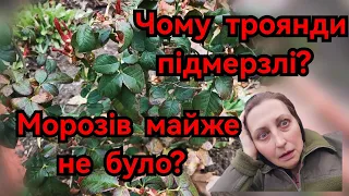 Результат зимівлі троянд😳Чому троянди підмерзають? Досвід і роздуми 🔥