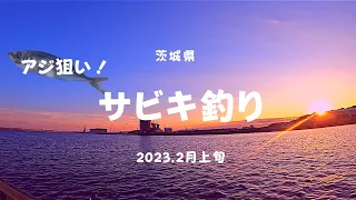 茨城県 日立市 アジ狙い！漁港でサビキ釣り