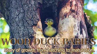 Wood Duck From Hatching to Maturation. Film 1.  English Version 4K