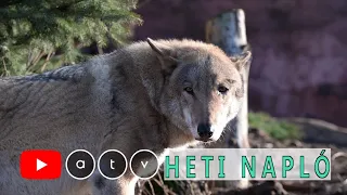 Lelőtt farkas: forrnak az indulatok Magyarországon és Svájcban is