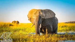 Wildlife in Botswana 4K - Chobe National Park, Botswana | Scenic Relaxation Film with Calming Music
