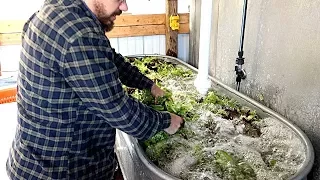 Washing Produce at Rosecreek Farm