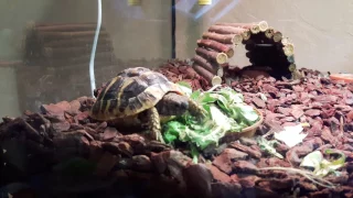 Schildkröten beim Fressen - sweet turtles while eating