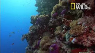 Desert Seas Narrated by David Attenborough | National Geographic Wild UK