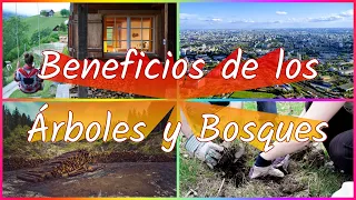 Beneficios que Aportan los Árboles y los Bosques