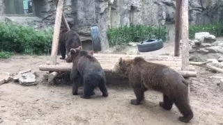 Two brown bears mating in Beijing Zoo