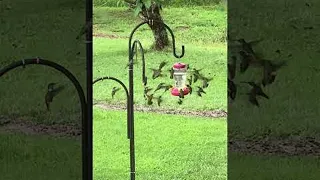 Hummingbird Feeder Frenzy || ViralHog