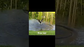 Rise Up!  Osprey rises from water! #osprey