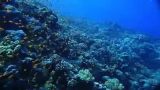 Millions of Fishes of Port Ghalib Red Sea