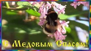 Медовый спас Музыкальная видео открытка