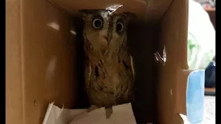 Adventures of Yt the scops owl continue to St. Petersburg.