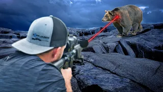 Top 7 Wild Bear Encounters That Will Stress You Out!