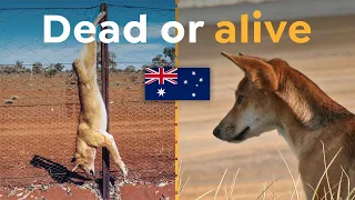 Why the World's Longest Fence Determines Dingoes' Future