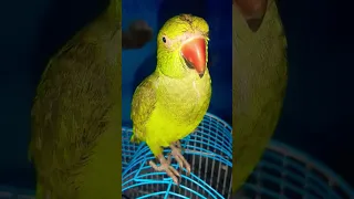 🦜🦜🦜🦜👈