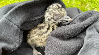 Day old emu chick - sleepy