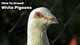 How to breed White Pigeons