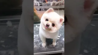 Pet cute - Thú cưng siêu dễ thương