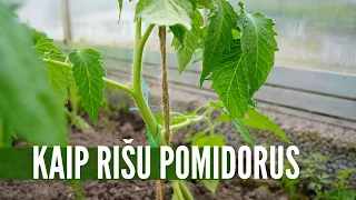 Kaip rišti pomidorus - paprastas būdas ir be atliekų