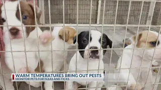 Warm temperatures in Abilene bring fleas and ticks, tips to keep furry friends happy