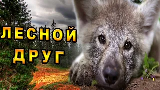 История дружбы волчонка и человека! (часть 1)