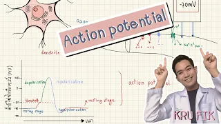 การเกิดกระแสประสาท Action potential By Kru Fik