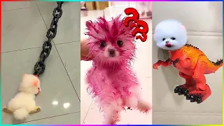 Funny and Cute Dog Pomeranian 😍🐶| Funny Puppy Videos #244