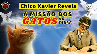 (REVELADO) CHICO XAVIER E A ALMA FELINA - A MISSÃO DOS GATOS NA TERRA -  SEU GATO ESCOLHEU VOCÊ?