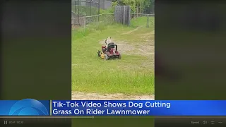 Social Awareness With Brad: TikTok video shows dog cutting grass on lawnmower