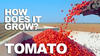 TOMATO | How Does it Grow?