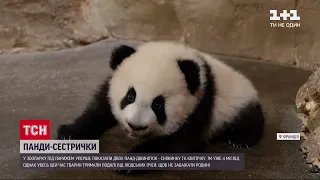 У зоопарку під Парижем уперше показали двох сестричок-панд | ТСН 19:30