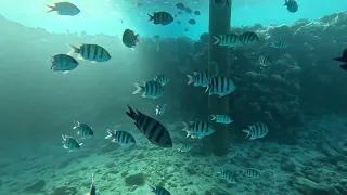 Underwater snorkeling in Eilat, Israel with go pro 11