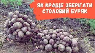 Як краще зберігати столовий буряк