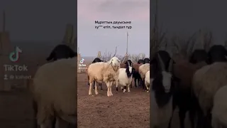 Мынау менің туып өскен жерім бе?