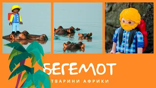 Бегемот. Тварини Африки | КоМарко