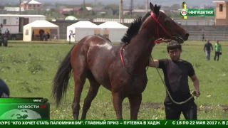 В Ингушетии прошел турнир по конным скачкам .